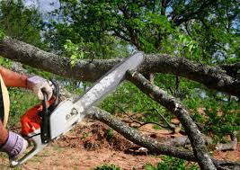 Professional Tree Services in Blanchard, LA